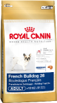 RC French Bulldog 26